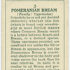 Pomeranian bream (Family: Cyprinidae).