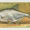 White or silver bream (Family: Cyprinidae).