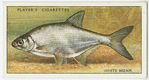 White or silver bream (Family: Cyprinidae).