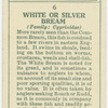 White or silver bream (Family: Cyprinidae).