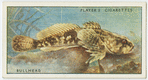 Bull-head or miller's thumb (Family: Cottidae).