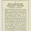 Bull-head or miller's thumb (Family: Cottidae).
