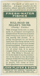 Bull-head or miller's thumb (Family: Cottidae).