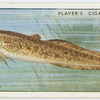Burbot (Family: Gadidae).