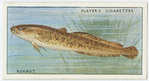 Burbot (Family: Gadidae).