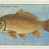 Carp (Family: Cyprinidae).