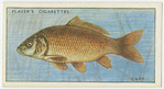 Carp (Family: Cyprinidae).