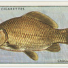 Crucian carp (Family: Cyprinidae).