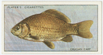 Crucian carp (Family: Cyprinidae).