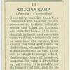 Crucian carp (Family: Cyprinidae).
