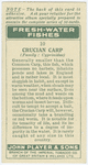 Crucian carp (Family: Cyprinidae).