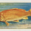 Golden carp (Family: Cyprinidae).