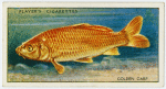 Golden carp (Family: Cyprinidae).