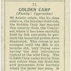 Golden carp (Family: Cyprinidae).