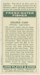 Golden carp (Family: Cyprinidae).