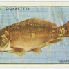Leather carp (Family: Cyprinidae).