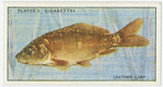 Leather carp (Family: Cyprinidae).