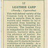 Leather carp (Family: Cyprinidae).