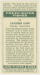 Leather carp (Family: Cyprinidae).
