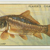 Mirror carp (Family Cyprinidae).