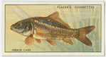 Mirror carp (Family Cyprinidae).