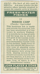 Mirror carp (Family Cyprinidae).