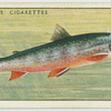 Char (Family Salmonidae)