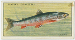 Char (Family Salmonidae)