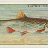 Chub (Family: Cyprinidae).