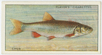 Chub (Family: Cyprinidae).