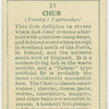 Chub (Family: Cyprinidae).