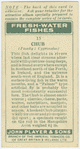 Chub (Family: Cyprinidae).