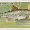 Dace (Family: Cyprinidae).