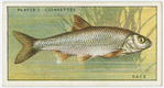Dace (Family: Cyprinidae).