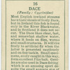 Dace (Family: Cyprinidae).