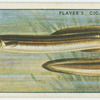 Eel (Silver) (Family: Muraenidae).