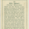 Eel (Silver) (Family: Muraenidae).