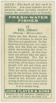 Eel (Silver) (Family: Muraenidae).
