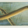 Broad-nosed or yellow eels (Family: Muraenidae).