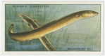 Broad-nosed or yellow eels (Family: Muraenidae).