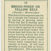 Broad-nosed or yellow eels (Family: Muraenidae).
