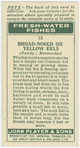 Broad-nosed or yellow eels (Family: Muraenidae).