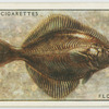 Flounder or fluke (Family: Pleuronectidae).