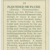 Flounder or fluke (Family: Pleuronectidae).