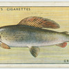 Grayling (Family: Salmonidae).