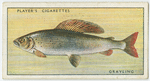 Grayling (Family: Salmonidae).
