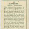 Grayling (Family: Salmonidae).