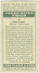 Grayling (Family: Salmonidae).