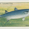 Grey mullet (Family: Mugilidae).