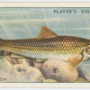 Gudgeon (Family: Cyprinidae).